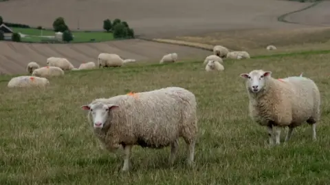 Getty Images A field of sheep. Two sheep are looking directly at the camera in the foreground. Others are standing or lying in the background. The grass is quite short and has a gentle slope. A cereal crop on a steeper slope is visible in the background.