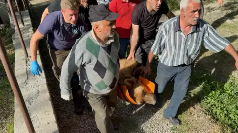 Eight men carrying a sedated brown bear on a stretcher between them.