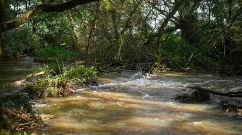 Getty Images A covered section of the River Frome, surrounded by woodland, as it gushes over rocks. The water looks murky,