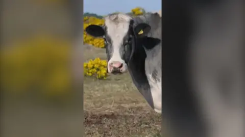 A white and black cow stands in a field and stares straight at the camera.There are yellow flowers in the background.