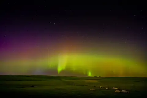 Adrian Hughes Vivid aurora borealis lighting the sky in yellow, blue and pink over fields with sheep grazing. 