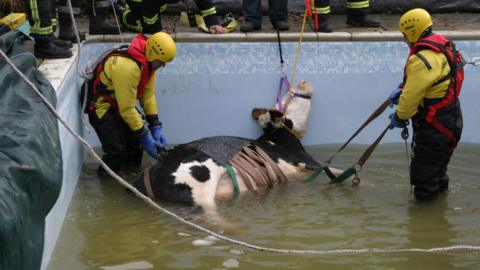 Cow rescue