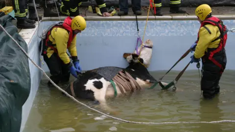 Hampshire & Isle of Wight Fire and Rescue   Cow rescue