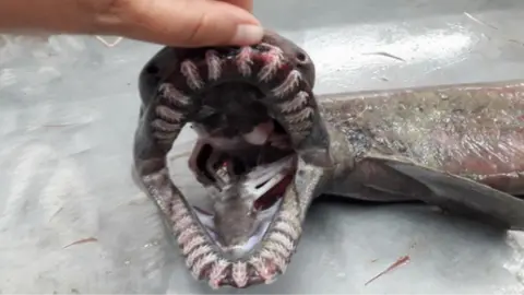 SIC Noticias Frilled shark caught off Portuguese coast