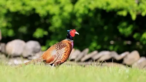 Victoria Gill Pheasant