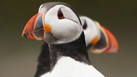 Owen Humphreys Puffin