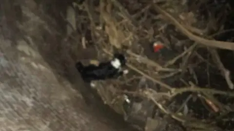 Lisa Collins Zac, the dog, down an ice house