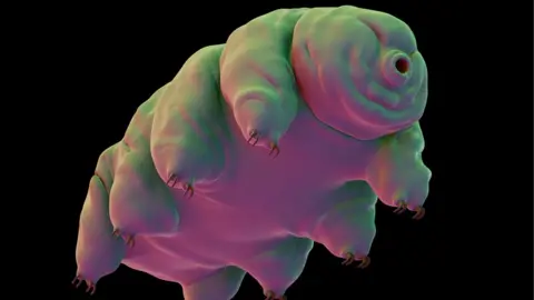 Getty Images A tardigrade illustration