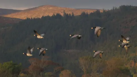 Andrew Bielinski Barnacle geese