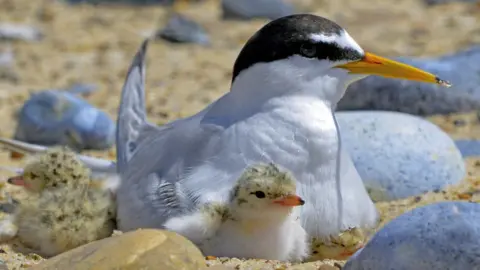 Kevin Simmonds Little terns seabirds