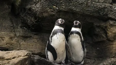 Getty Images two penguins