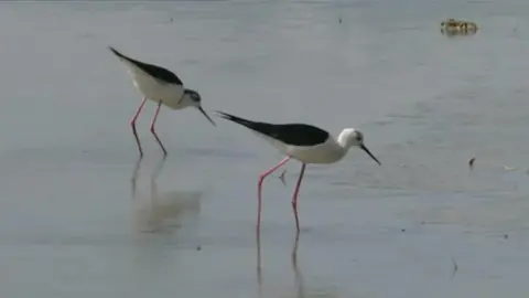 BBC Two black-winged stilts in Spain