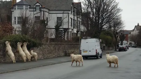 Kaylee Booth Goats in Llandudno