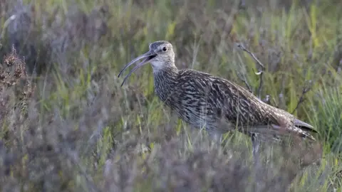 Wild New Forest Curlew in the New Forest