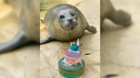 Cornwall Seal Sanctuary Babyface seal