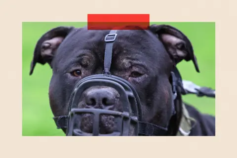 Reuters Dark coloured dog with a muzzle