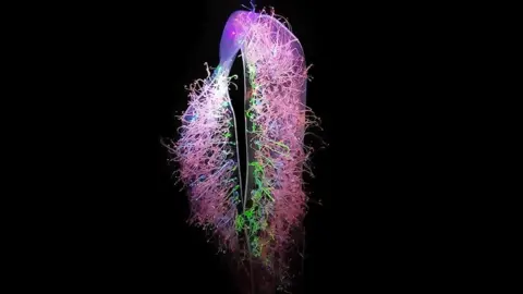 Barnsley Borough Council Illuminated brain sculptures