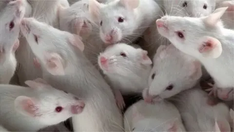 Science Photo Library Mice