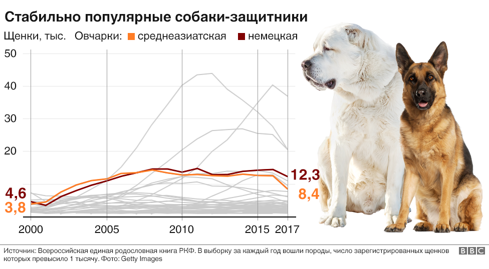 Породы собак в россии с фотографиями и названиями