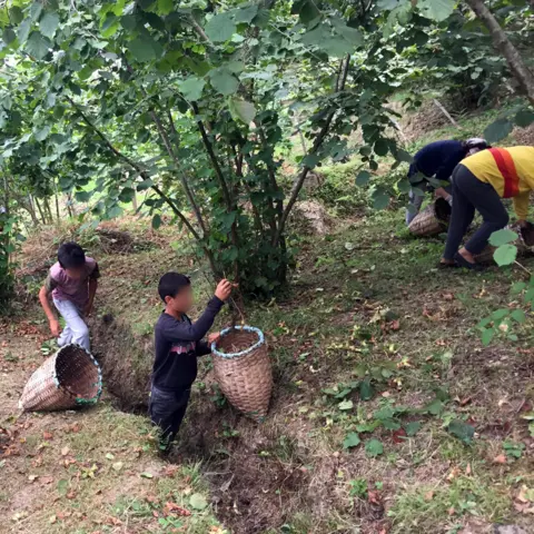 Reyan Tuvi Children picking hazelnuts