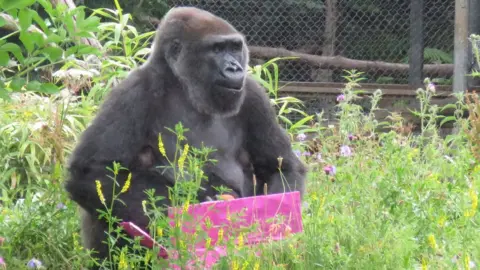 Bristol Zoo Salome, Western lowland gorilla