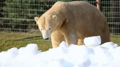 PA Polar bear at Yorkshire Wildlife Park