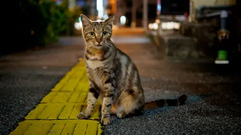 Getty Images Cat on road