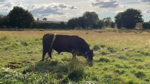 Essex County Fire & Rescue Service Bull rescued