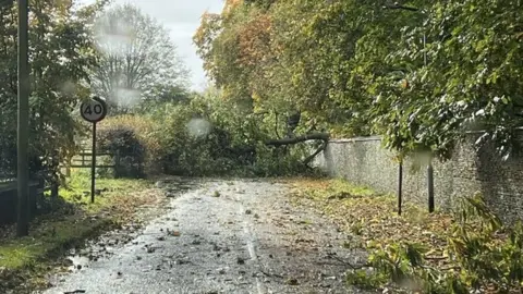 Sally Luke Fallen tree in Sywell