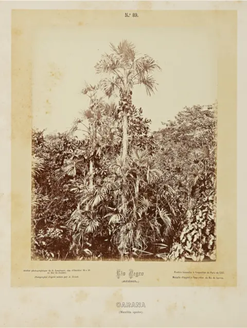 Albert Frisch / Sothebys The Amazon