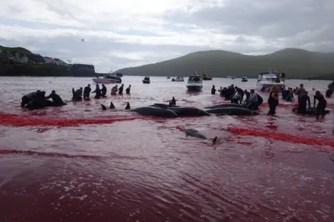 Alastair Ward / Triangle News Inhabitants of the Faroe Islands go whaling in the bay in Sandavágur