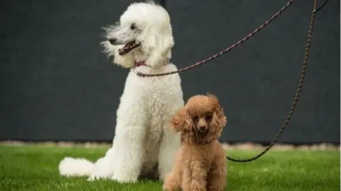 Getty Images A standard poodle and a toy poodle arrive to attend the first day of the Crufts dog show