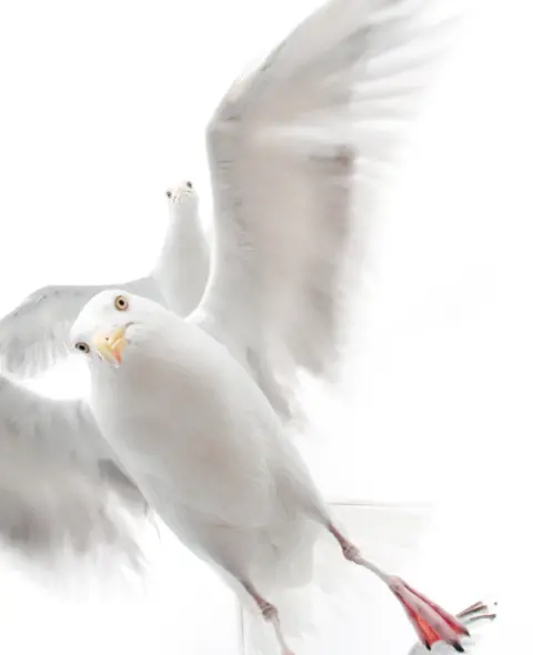 Ekaterina Bee/WPY In the grip of the gulls