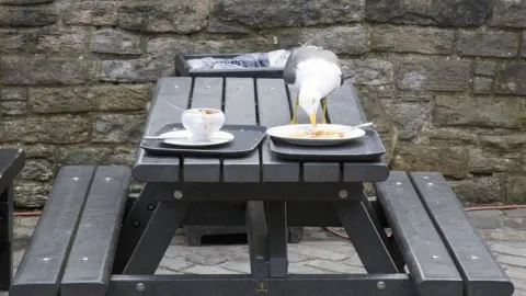 Getty Images Herring gull scavenging food