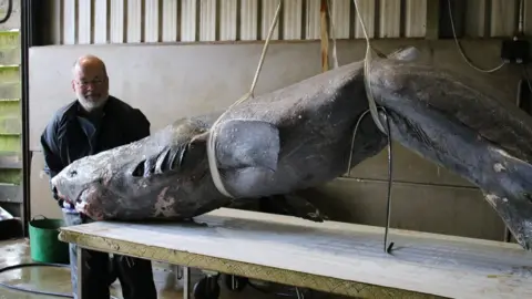 PA Media Greenland shark
