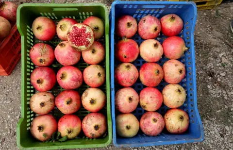 EPA Boxs of pomegranates at the village of Tastour the North of Tunisia, 16 October 2018. Most Tunisian pomegranate producers export their fruit, about 80 percent of which is shipped to neighboring countries and also sold in Gulf countries