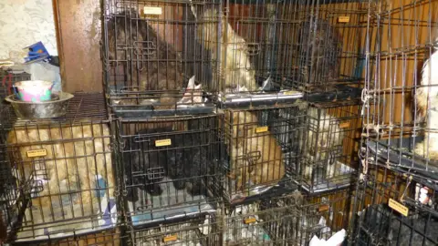 RSPCA Several different breeds of dog in cages