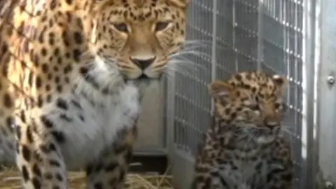 Amur leopard