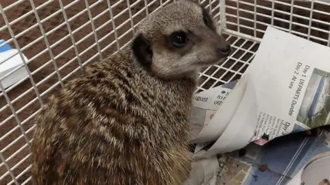 SSPCA Meerkat