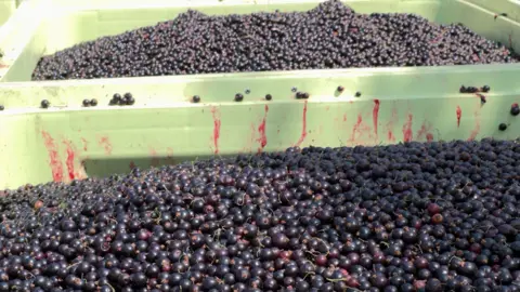 A view of two boxes, side by side, both brimful of blackcurrants.