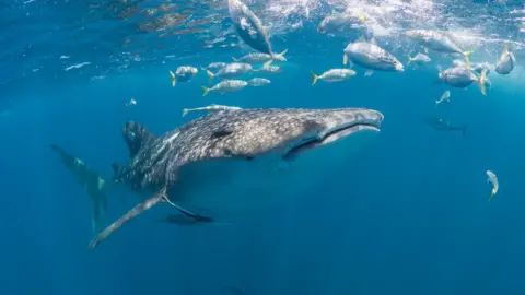 Madagascar Is A Global Hotspot For Endangered Whale Sharks