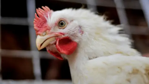 A white-coloured chicken