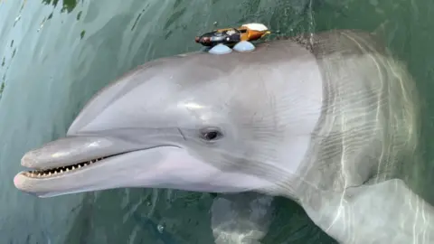 Current Biology/Sorensen et al. Delta, one of the dolphins, with a sound tag to measure his clicks and whistles during the experiment