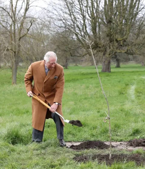 Getty Images Prince Charles plants the first Jubilee tree in the grounds of Windsor Castle in March