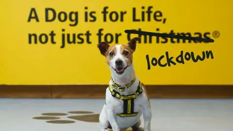 Dogs Trust A Dogs Trust campaign