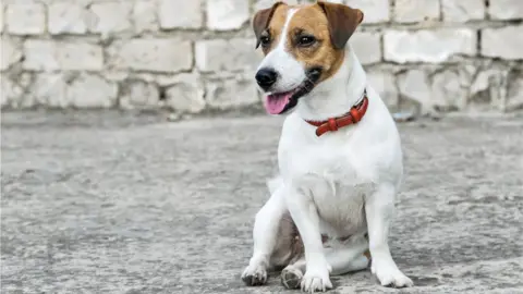 Getty Images Jack Russell Terrier