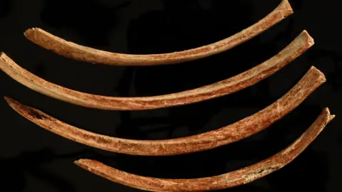 Oxford University/Museum of Natural History Red lady