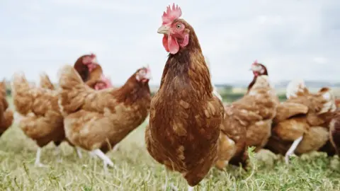 Getty Images Chickens outside in fields