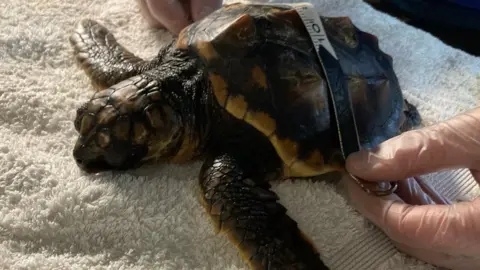 Anglesey Sea Zoo The turtle has been named Tonni after the Welsh for wave