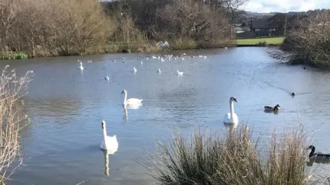 RSPCA Swans